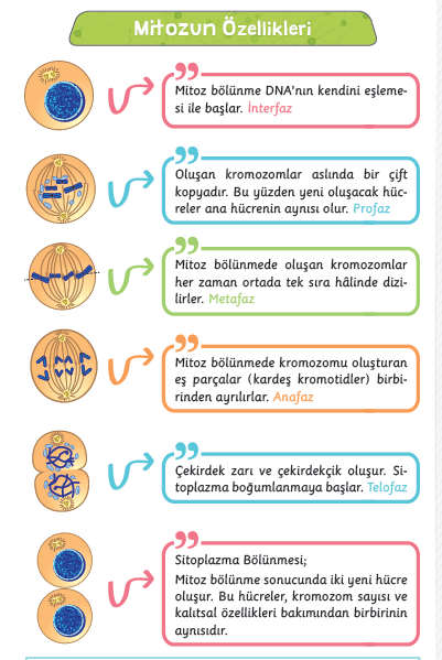 Mayoz Bölünme Dişi eşey hücresi (yumurta) ile erkek eşey hücresinin (sperm) birleşmesiyle oluşan zigottan yeni bir canlının meydana gelmesi olayı