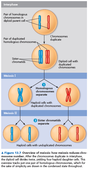 Mayoz bölünmede DNA replikasyonu üst üste iki bölünmeden oluşur (Şekil 13.7). Mayoz I de kromozom sayısı yarıya iner.