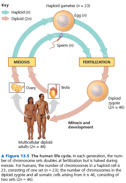 Cinsiyet hücrelerinin yaşam döngüleri, hem haploid hem de diploid aşamalar içerir (Şekil 13.5).