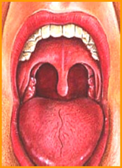 Orak Oral kavite inferiorda dil sırtındaki