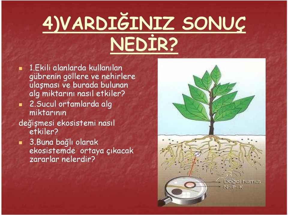 burada bulunan alg miktarını nasıl etkiler? 2.