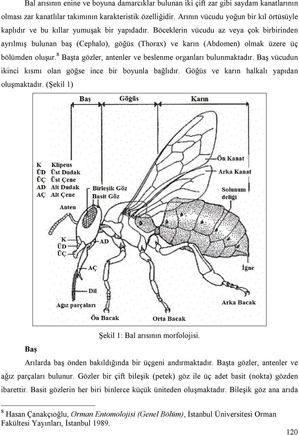 Böceklerin vücudu az veya çok birbirinden ayrılmış bulunan baş (Cephalo), göğüs (Thorax) ve karın (Abdomen) olmak üzere üç bölümden oluşur.
