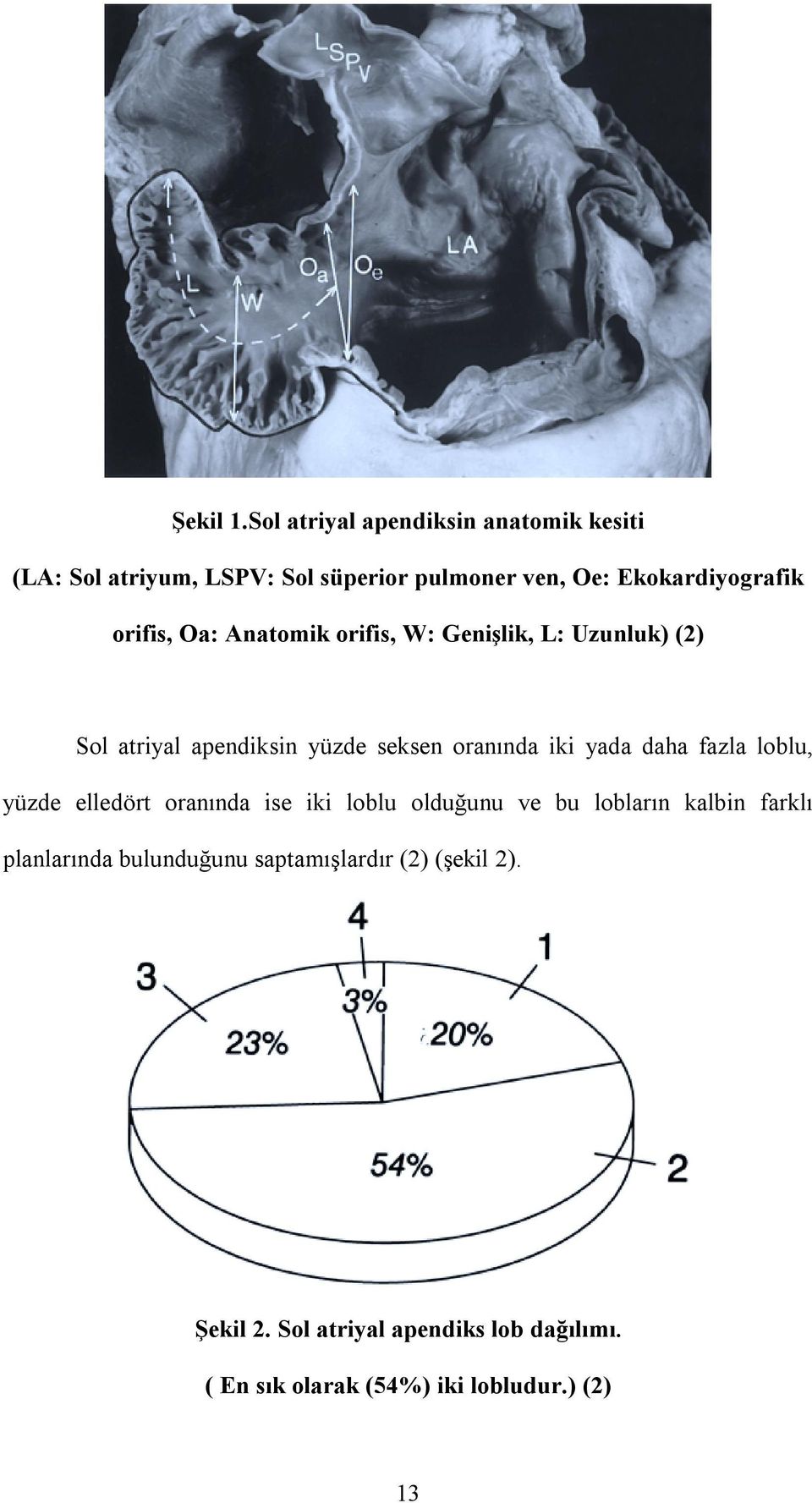 orifis, Oa: Anatomik orifis, W: Genişlik, L: Uzunluk) (2) Sol atriyal apendiksin yüzde seksen oranõnda iki yada daha