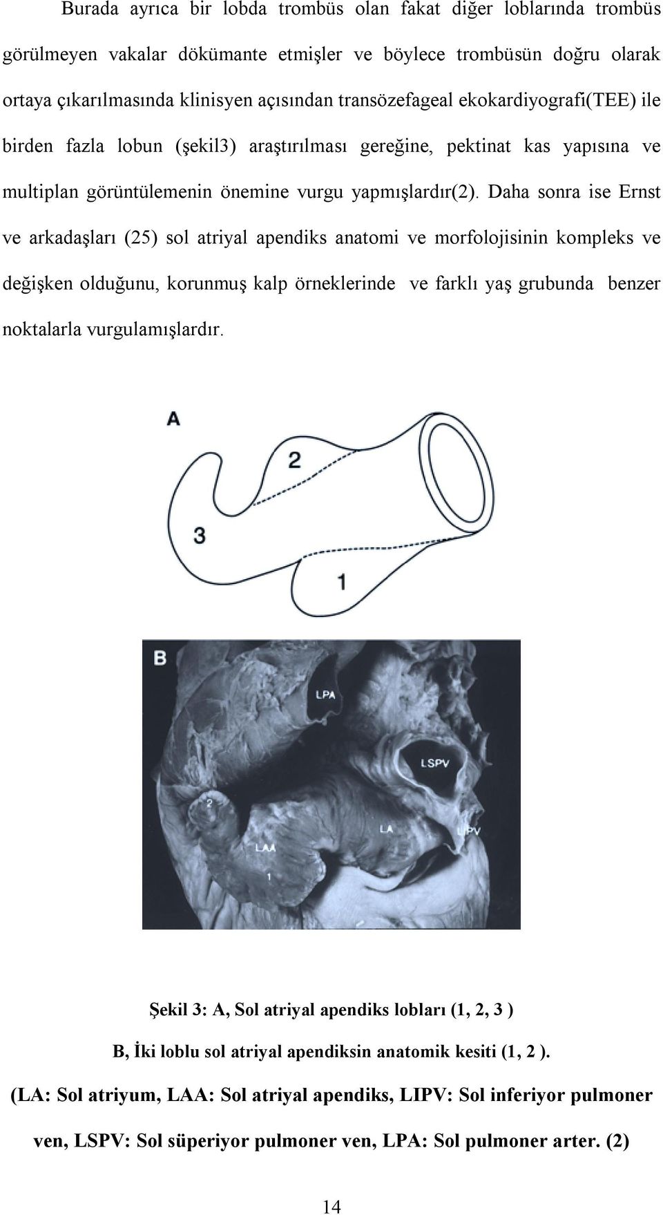 Daha sonra ise Ernst ve arkadaşlarõ (25) sol atriyal apendiks anatomi ve morfolojisinin kompleks ve değişken olduğunu, korunmuş kalp örneklerinde ve farklõ yaş grubunda benzer noktalarla
