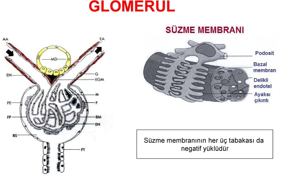 üç tabakası da