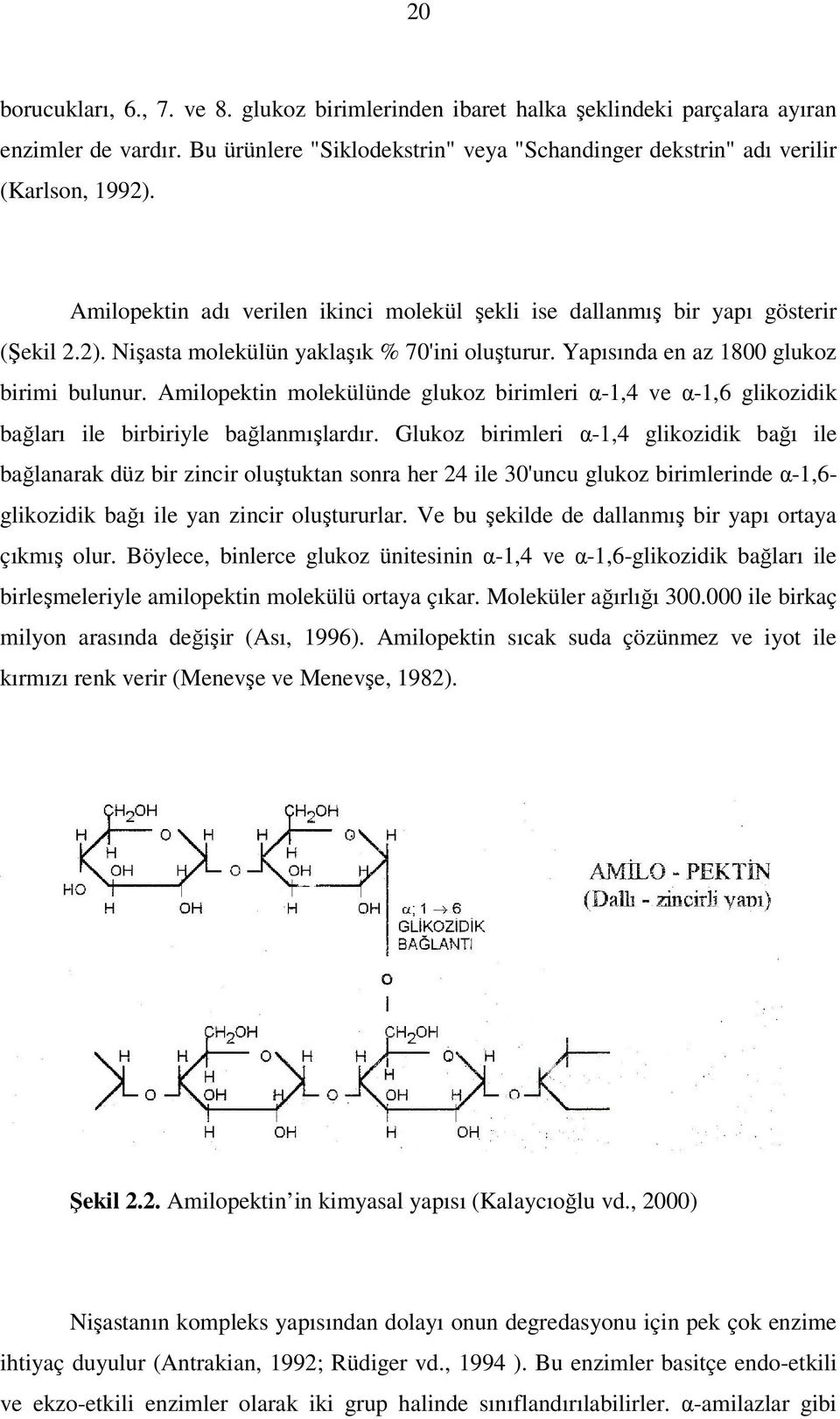 Amilopektin molekülünde glukoz birimleri α-1,4 ve α-1,6 glikozidik bağları ile birbiriyle bağlanmışlardır.