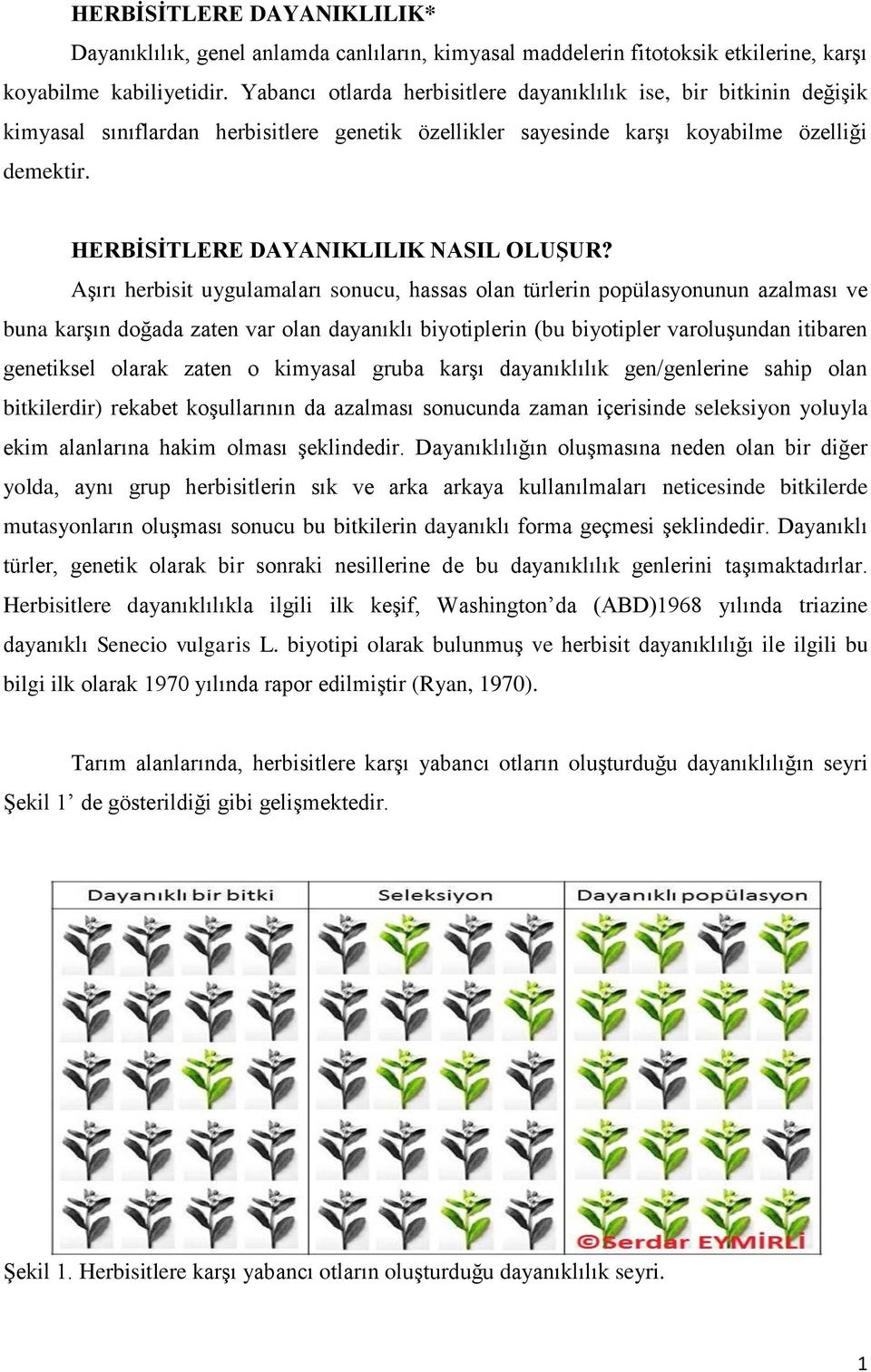 HERBİSİTLERE DAYANIKLILIK NASIL OLUŞUR?