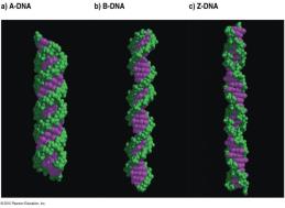 Ribozomal RNA (rrna): hücrenin protein sentez sistemi olan yapısal ve katalitik bileşenidir. DNA nın çift polinükleotit zincirinden oluştuğunu Watson ve Crick (1953) ispatlamışlardır.