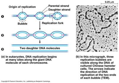 37 Replikasyon sırasında iki atasal iplik ayrılır, tamamlayıcı yavru ipliklerin oluşmasında kalıp (template) olarak görev yapar. Bu yüzden DNA nın replikasyonu yarı korunumludur (semikonservatif).