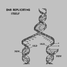 DNA nın replikasyonu DNA Replikasyonu (DNA çoğalması, DNA ikileşmesi, DNA sentezi) Bir hücrenin bölünebilmesi için DNA nın da çoğalması gerekir.