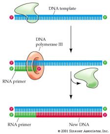 2) Çift zincirin açılması Replikasyonun ilk aşamasında Orijin bağlama proteinleri (dnaa) orijine bağlanır ve kompleksi açmak için erimeyi gerçekleştirir.