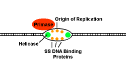 Replikasyon çatalı: İpliklerin ayrıldığı ve yeni DNA sentezinin gerçekleştiği noktaya replikasyon çatalı denir.