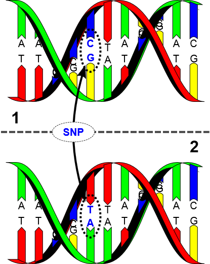Targeted Sequencing of SNP s (Single Nükleoid Polimorfizmi) DNA dizisinde tek bir nukleotid (A,T,C veya G) diziliminde değişiklik Kişiler arasında