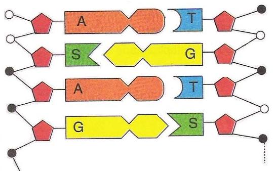 Organik bazlar DNA birbirine zayıf hidrojen bağlarıyla bağlanmış karşılıklı
