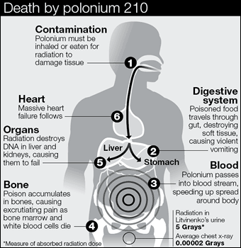 POLONYUM-210 DAN ABSORBLANAN RADYASYON DOZLARI Doku hasarına neden olan Polonyum solunarak veya besinlerle vücuda alınır Ağır kalp yetersizliği meydana gelir Radyasyon karaciğer ve böbrek DNA sına