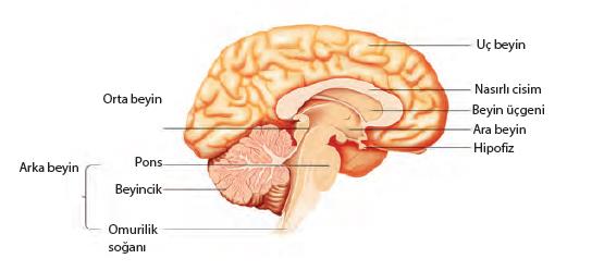 Beyin; ön (büyük beyin), orta ve arka beyin olmak üzere üç bölümden oluşur. ÖN BEYİN Uç beyin ve ara beyin diye 2 kısımda incelenir. A) UÇ BEYİN: Beyin yarımkürelerinden oluşur.