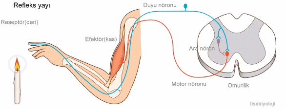 Refleks yayı: Refleks gerçekleşirken uyartının geçtiği iki ya da daha fazla nöronu kapsayan sinir yoluna refleks yayı denir.