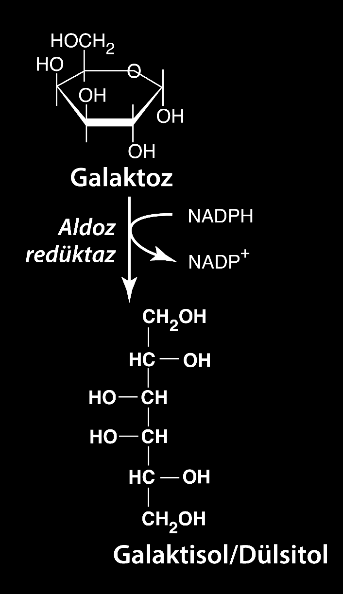 Anaerobik Glikoliz; İlk Reaksiyonlar Bir diğer poliolde galaktisol/dulsitol dur. Galaktoz, NADPH ve aldoz redüktaz tarafından redükte edildiğine oluşur.