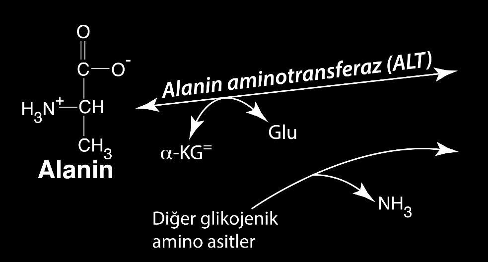 Kaynak: