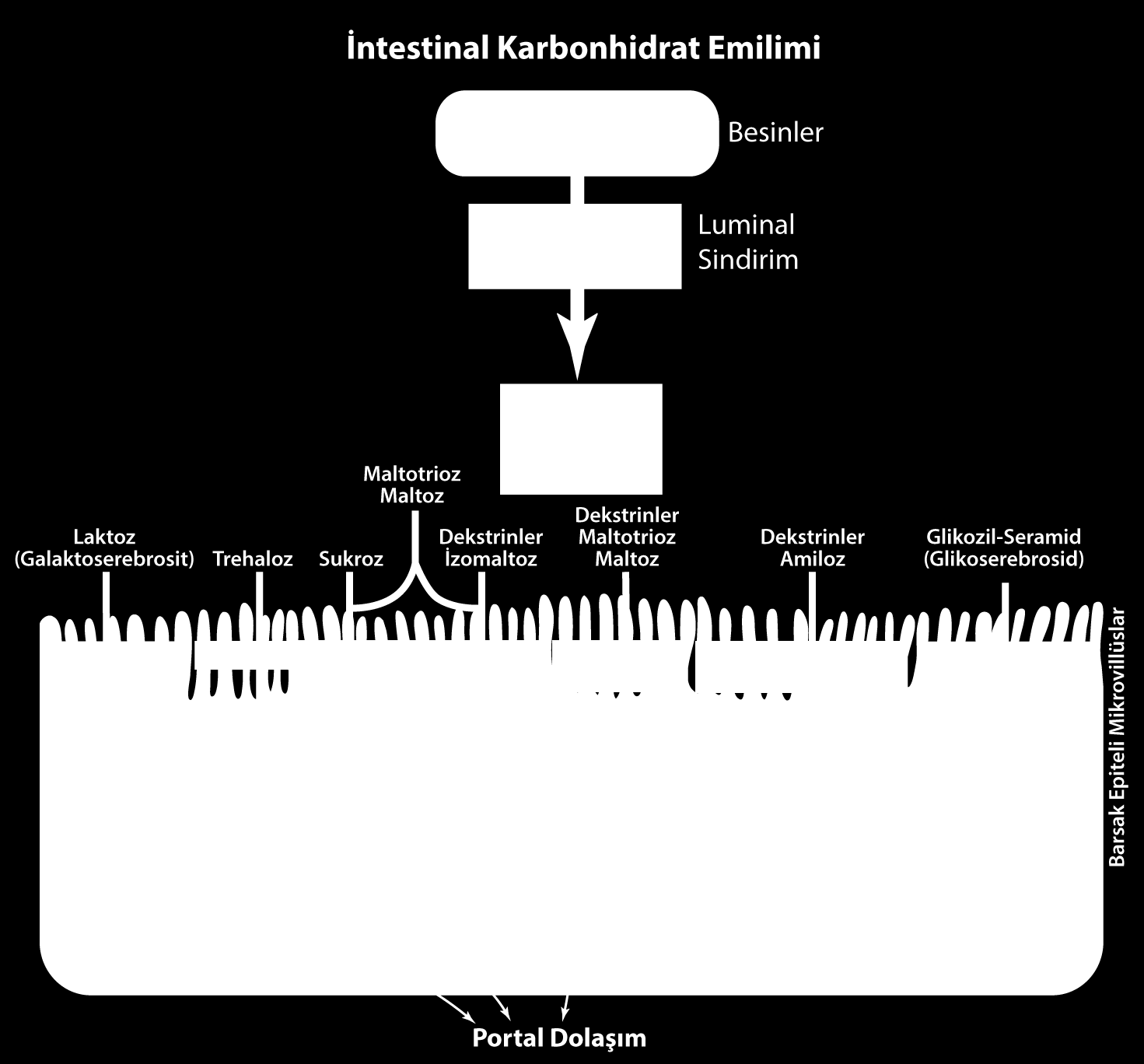 Karbonhidrat sindiriminin son aşamasında/emilimde rol alan enzimler ince barsak (duedenum, jejenum) epitel