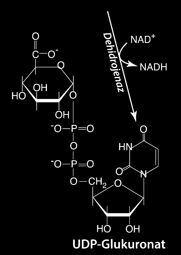 Üronik Asit Geçidi UDP-Glikoz, NAD + -bağımlı dehidrojenaz enzimi tarafından UDP-glukuronata dönüştürülür.