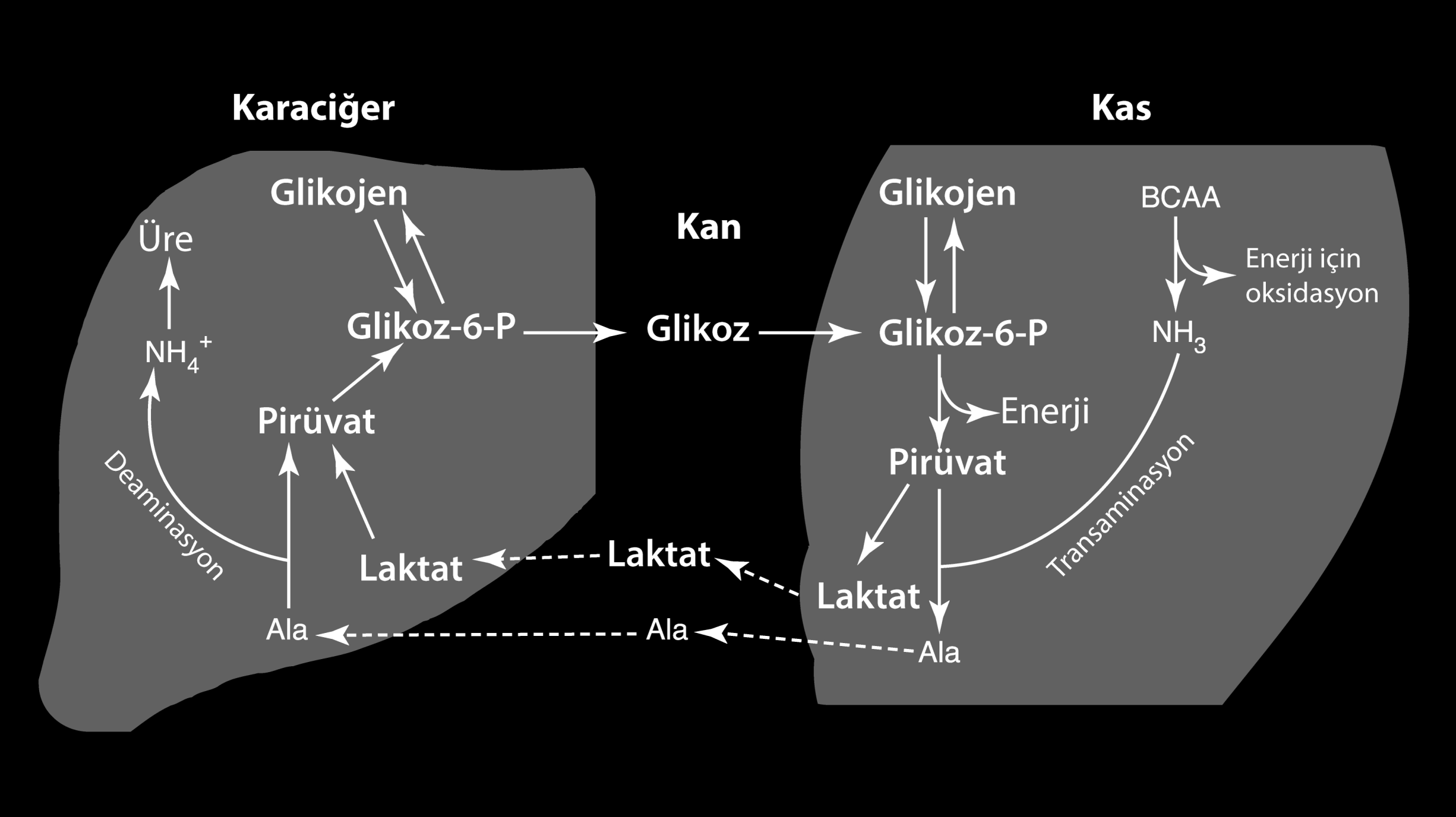 Cori Döngüsü