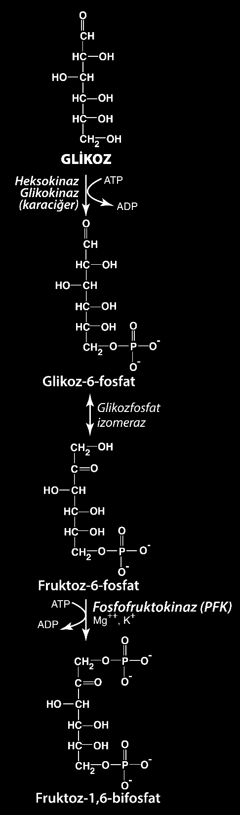 Anaerobik Glikoliz; İlk Reaksiyonlar Yaşayan birçok prokaryotik ve ökaryotik canlıda glikolitik yolun ilk reaksiyonları ortakdır ve bu reaksiyonlar hücrelerin canlılığı için çok önemlidir.