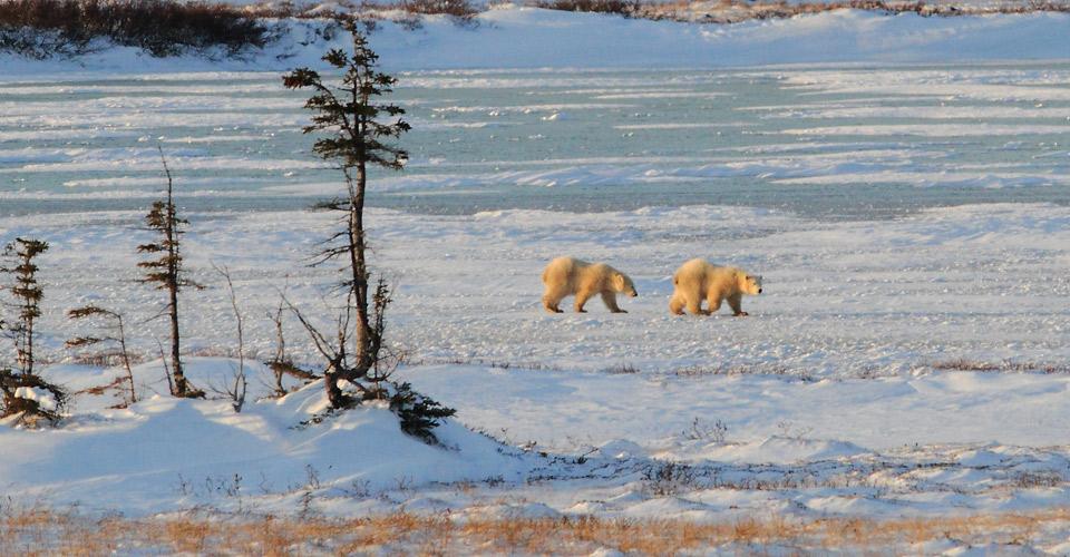 4) TUNDRA BİYOMU Dünya üzerindeki karasal alanların %20 sini kaplayan arktik bölge deki geniş alan kaplayan