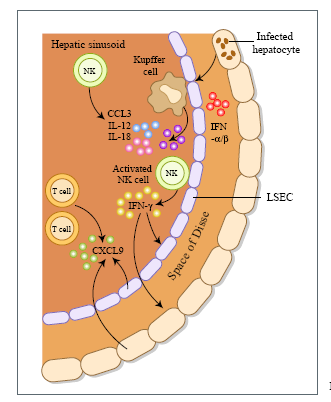 Karaciğerdeki NK hücreleri T hücrelerinin alınmasında önemli rol oynar Tip 1 IFN a yanıt olarak, Kupffer hücreleri CCL3