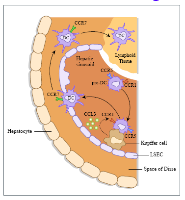 Karaciğerde Dendritik hücre hareketi Kupffer hücreleri CCL3 e yanıt olarak, CCR1 aracılığıyla immatür dendritik hücre yanıtı olur CCR1 ve