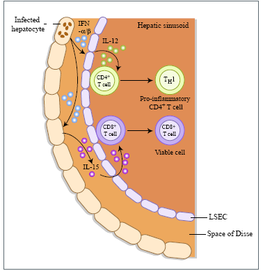 Temel toleransın yenilmesi Hipoteze göre tip 1 IFN karaciğer sinusoidal endotelya hücrelerinin IL-12