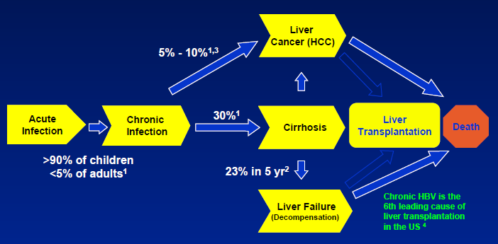 HBV İnfeksiyon Progresyonu %5-10 KC kanseri (HCC) Akut infeksiyon Kronik infeksiyon %30 Siroz KC transplantasyonu ÖLÜM Çocuklarda >%90 Erişkinde <%5 %23 ü 5 yıl içinde KC yetmezliği Kronik hepatit B,