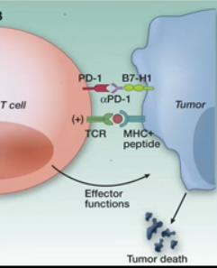İki sinaps bölgesinde (PD-1/PDL-1) Anti-tümör T hücre inhibisyonun kaldırılması tümör