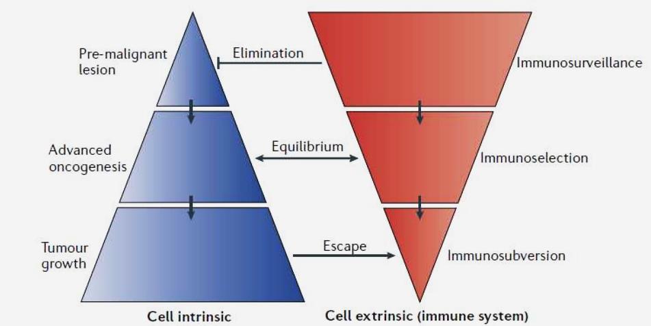 Pre-malign lezyon Eliminasyon İmmun gözetim İlerlemiş malignite Equilibrium =Denge İmmun