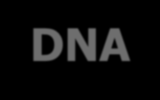 DNA DNA RNA RNA: