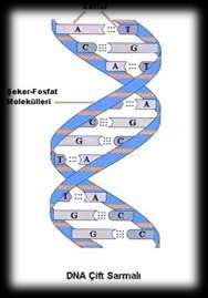 Gen Mutasyonları: Gen mutasyonunda, kromozomlardaki DNA zincirinde bir veya birkaç nükleotit değişime uğrar. Mutasyona uğramış bir gen, tekrar faklı yönde mutasyona uğrayabilir.