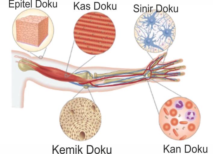 3-Bitki hücresinin şekli köşeli, hayvan hücresinin şekli ise yuvarlak 4-Hayvan hücresinde sentriyol var, bitki hücresinde yok 5-Bitki hücresinde kofullar büyük ve az sayıda, hayvan hücresinde ise