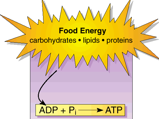 3 ENERJİ SİSTEMİ: 1. ATP-PC veya fosfajen sistem 2.