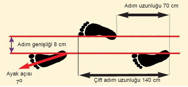 2.3. Yürümede Hız ve Mesafe Ölçümleri Şekil 2.2. Yürümede Hız ve Mesafe Ölçümleri Yürüme sırasında iki ayak arasındaki öne doğru mesafe adım uzunluğu, aynı ayağın iki topuk vuruşu arasındaki mesafe ise çift adım uzunluğu olarak tanımlanır.