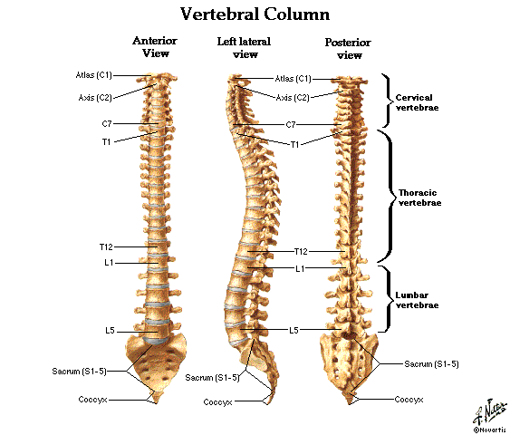 Kemikler Spinal Kolon