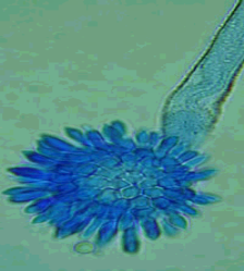 Aspergillus Türleri Doğada yaygın saprofitler Organik materyalin yıkımı Havada konidya/m 3 değişken 10 6 CFU/m 3 (gübre yapım alanlarında) 67-105 CFU/m 3 (dış ortam) Yaz ve sonbahar 45 CFU/m 3