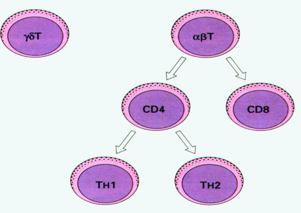 γδ T hücreleri vücudumuzun mukozal yüzeyini korur