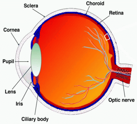 Retina: Göz küresinin en arkasında bulunur.