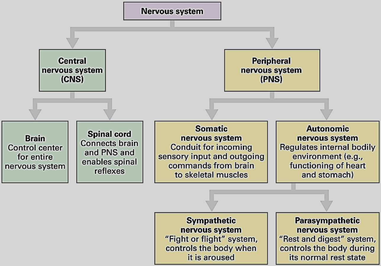 Sinir siteminin bölümleri Sinir sistemi Merkezi sinir sistemi Çevresel sinir sistemi Beyin Tüm sinir sisteminin kontrol merkezi Omurilik Beyin ve ÇSS arasındaki bağlantı ve omurilik reflekslerinden