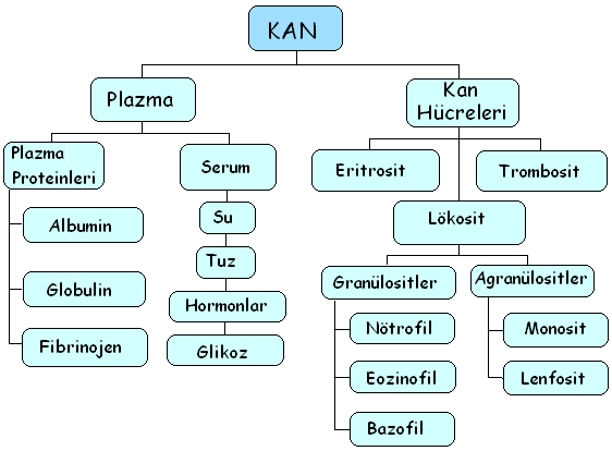 Kanın