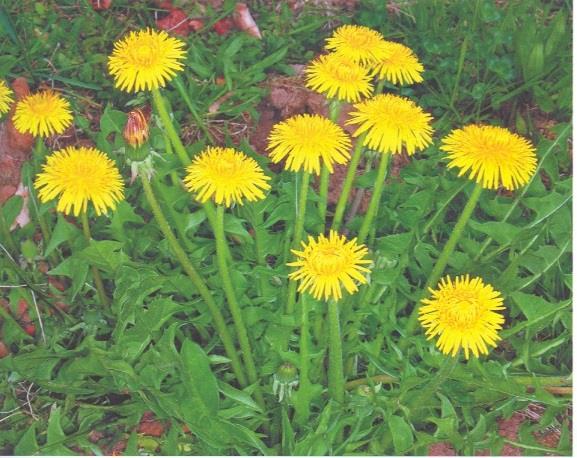 Taraxacum officinale Drog : Taraxaci radix (Kara Hindiba Kökü) Sarı çiçekli, çok yıllık süt taşıyan küçük bitkiler