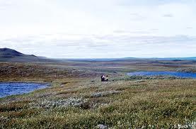 Tundra ikliminin görüldüğü bölge topraklarıdır. Yılın büyük bir bölümünde donmuş haldedir.