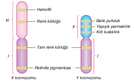 İnsanlarda cinsiyeti belirleyen X ve Y kromozomlarına gonozom, X ve Y kromozomu dışındaki