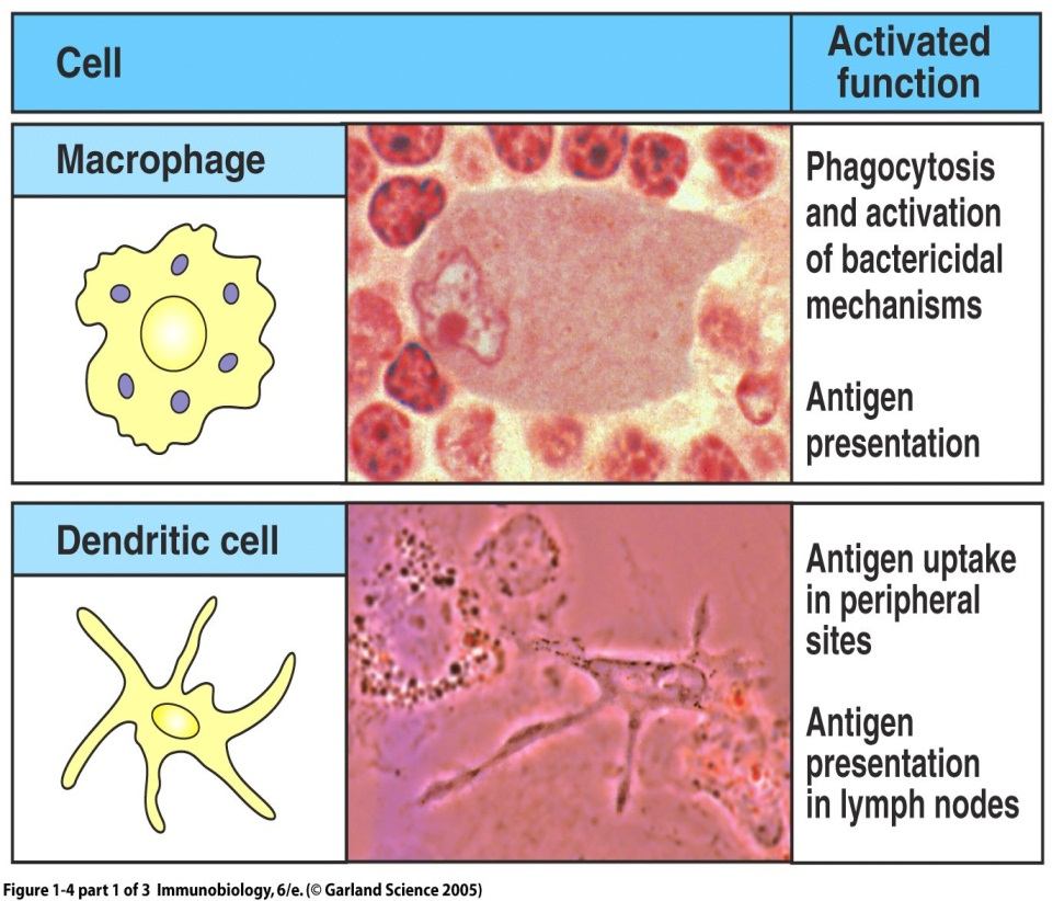 Makrofajlar ve nötrofiller primer olarak fagositik hücrelerdir.