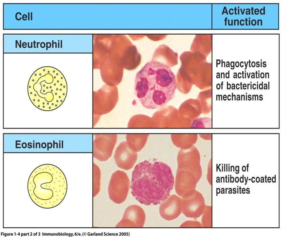 Nötrofiller immun sistemin üçüncü fagositik hücreleridir. İnnat bağışıklık sisteminin çok önemli hücreleridir.